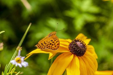 Obraz premium Butterfly and flowers