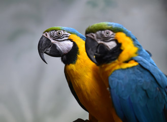 guacamayo