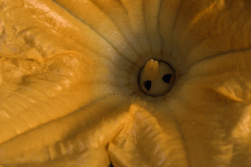 Close up front view of yellow zucchini flower.