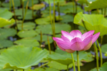 A Lotus