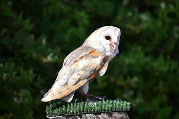 Little owl
