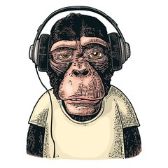 Naklejka premium Monkey dressed t-shirt hear headphones. Vintage color engraving