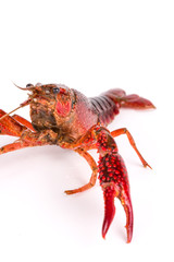 Closeup of crayfish on white background