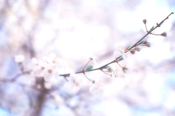 tree branch blossom background blurred