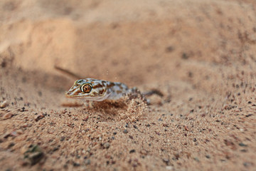 lizard in the  sand muzzle animal wildlife