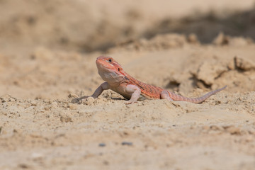 Closeup of a Bearded Dragon (Pogona vitticeps).