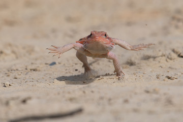 Closeup of a Bearded Dragon (Pogona vitticeps).