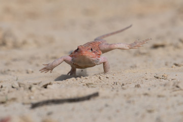 Closeup of a Bearded Dragon (Pogona vitticeps).