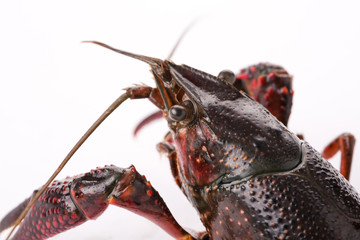 Closeup of crayfish on white background