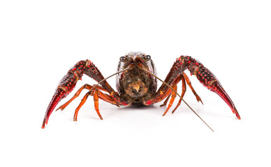Live crayfish. Crayfish on a white background