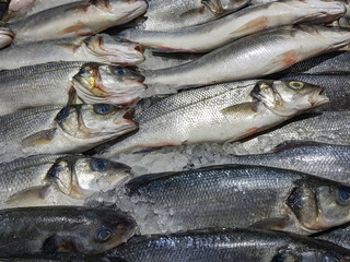 A lot of fresh raw fish on store shelve
