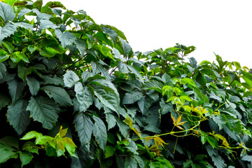 Background of green wild grapes with raindrops