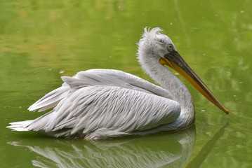 Pellicano che nuota nel lago, in estate, in primissimo piano