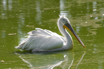 Pellicano in primo piano che nuota nell'acqua del lago