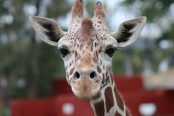 Jirafa Zoológico de Guadalajara