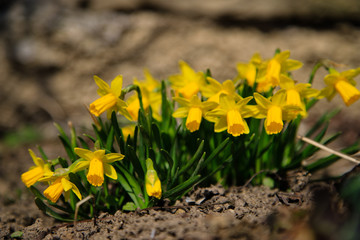 Obraz premium yellow flower