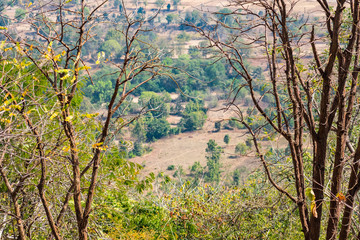 Close view of couple of trees with landscape view of indian field from the top of a rocky mountain. 