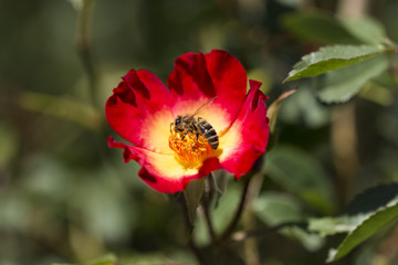 Honey bee collects flower nectar