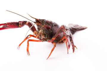 Live crayfish. Crayfish on a white background