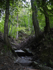 Powerful tree roots in thickets of forest near tall deciduous trees