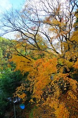 Colorful Leaves and Maple Trees in Autumn in Kyoto, Japan