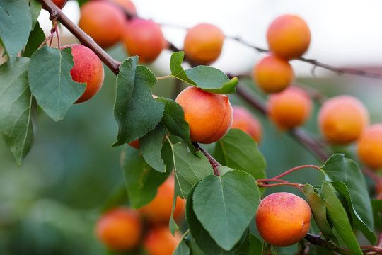 Branch of tree with ripe apricots