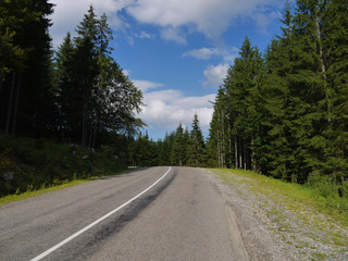 black highway with markings in a spruce forest that climbs high up