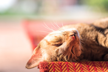 Brown cat sleeping on the mat, cute pet at home
