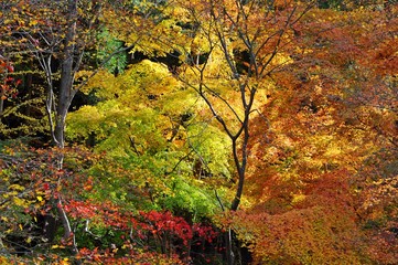 Colorful Leaves and Maple Trees in Autumn in Kyoto, Japan