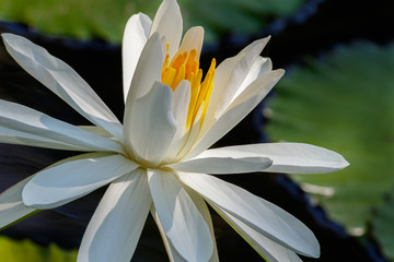Beauty of a Lily