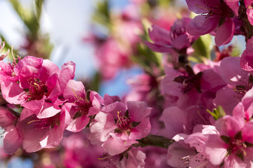 Close up of blooming peaches pink flowers.