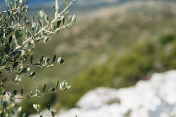 Branch of olive tree in a summer landscape of Greece.