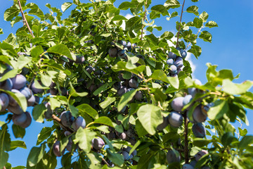 Fresh ripe blue violet plums on the branch in orchard on a beautiful summer day in western Germany.