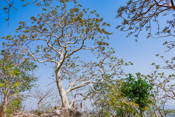  Tops of trees  with small leaves and bush shape viewed from the rocky mountain ground looking up at summer rich blue sky in sunny day in summer season. 