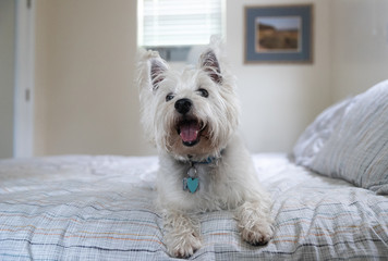 Young west highland white terrier - westie