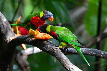 Bali_Bird Park_Bird_19