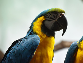 macaw