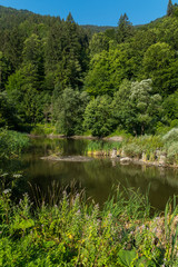 calm plant of the mountain river. A place for recreation and fishing
