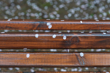 Sakura petals on wet wooden bench
