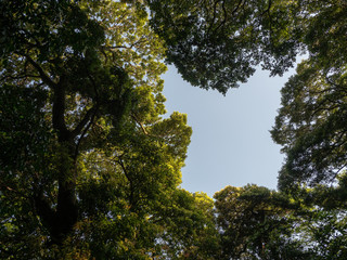 look up at trees