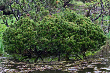 Decorative small pine tree by the old pond