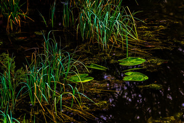 Weedy pond on a rainy day