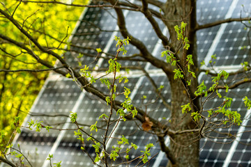 Fresh oak leaves and solar power panel