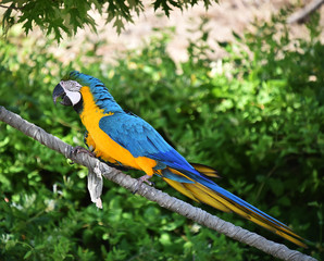 guacamayo