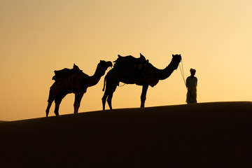 Fototapeta na wymiar Rajasthan travel background - Indian cameleers (camel drivers) with camels silhouettes in dunes of Thar desert on sunset. Jaisalmer, Rajasthan, India