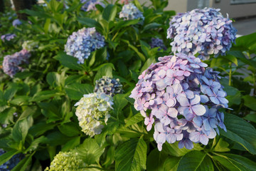 紫陽花