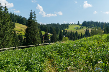 Farmland with green shoots fenced with a wooden hedge. Located in a mountainous area against the sky with white clouds.