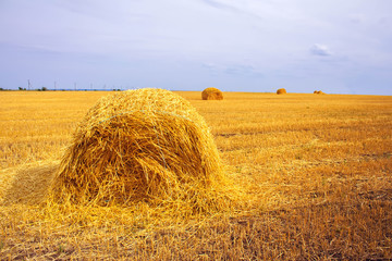 haystacks after harvest on the field