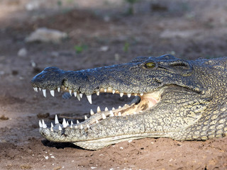 Portrait of Nile Crocodile, Crocodylus niloticus, Chobe National Park, Botswana