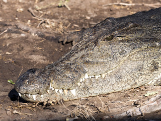 Fototapeta premium Portrait of Nile Crocodile, Crocodylus niloticus, Chobe National Park, Botswana
